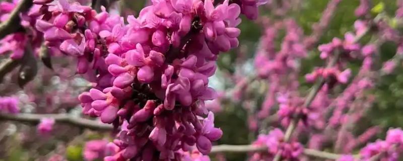 紫荆花的开放次数，一年可以开放一次