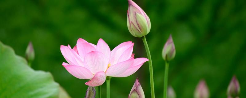 荷花的简介，属于莲科、莲属水生草本植物的统称