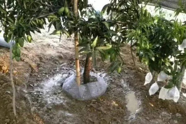 芒果日灼病如何防治，要对果园进行合理的浇水