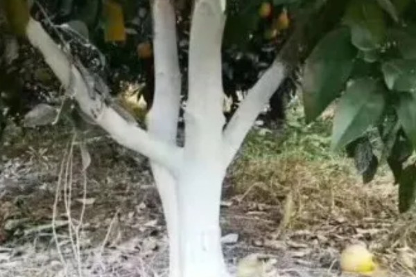 芒果日灼病如何防治，要对果园进行合理的浇水