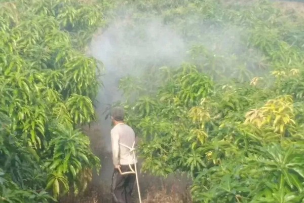 芒果日灼病如何防治，要对果园进行合理的浇水