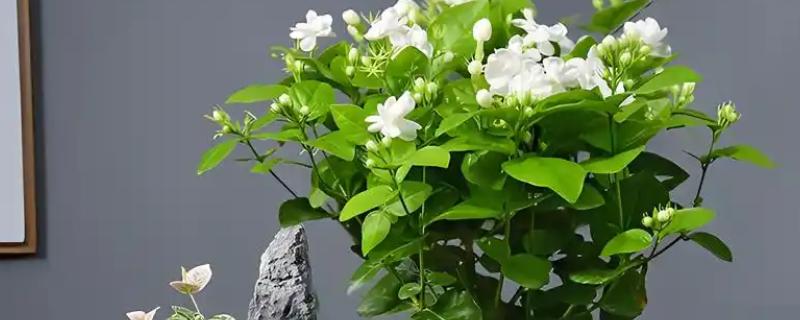 怎么养茉莉花，第一次给水要给透
