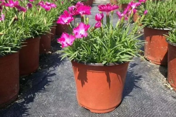 欧石竹耐低温吗，可以在5度左右的低温下存活