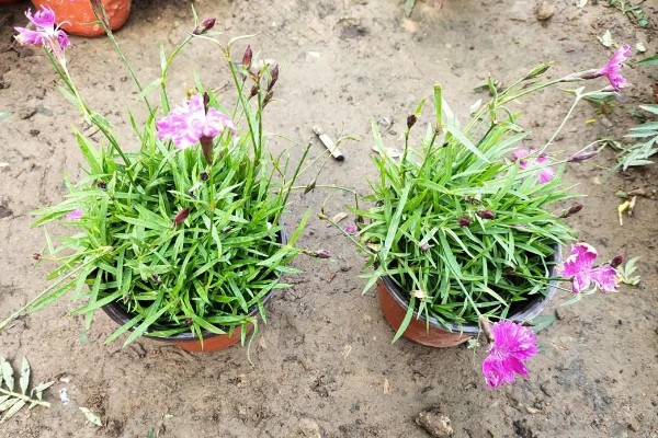 欧石竹耐低温吗，可以在5度左右的低温下存活