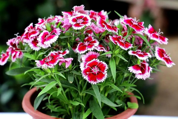 欧石竹耐低温吗，可以在5度左右的低温下存活