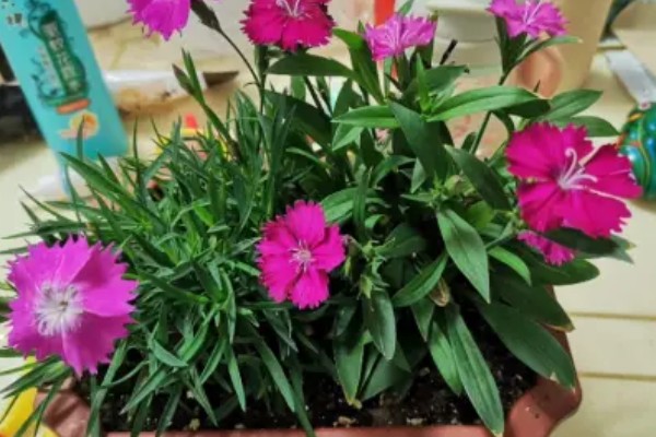 欧石竹耐低温吗，可以在5度左右的低温下存活