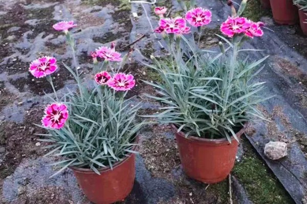 欧石竹耐低温吗，可以在5度左右的低温下存活