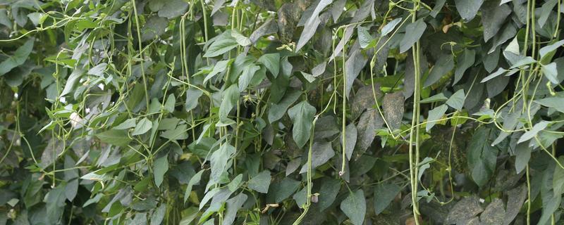 豆角的品种，分为四季豆、豇豆等种类