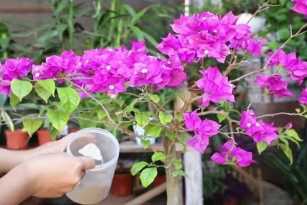 秋天三角梅能换盆吗，秋天可以换盆