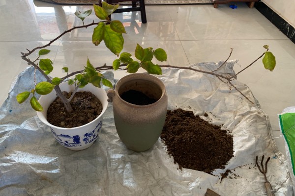 秋天三角梅能换盆吗，秋天可以换盆