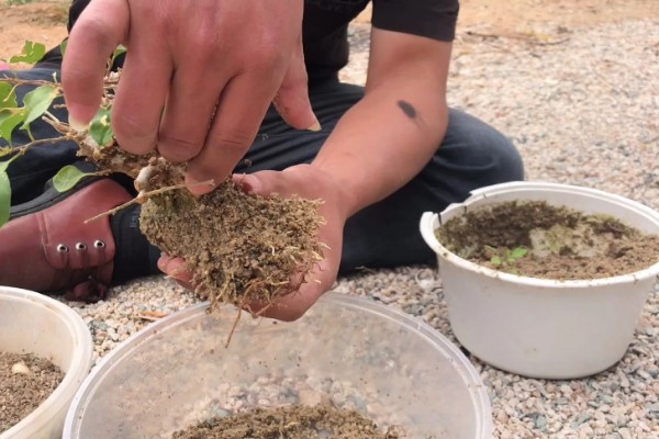 秋天三角梅能换盆吗，秋天可以换盆