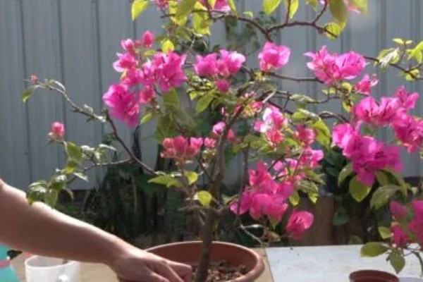 秋天三角梅能换盆吗，秋天可以换盆