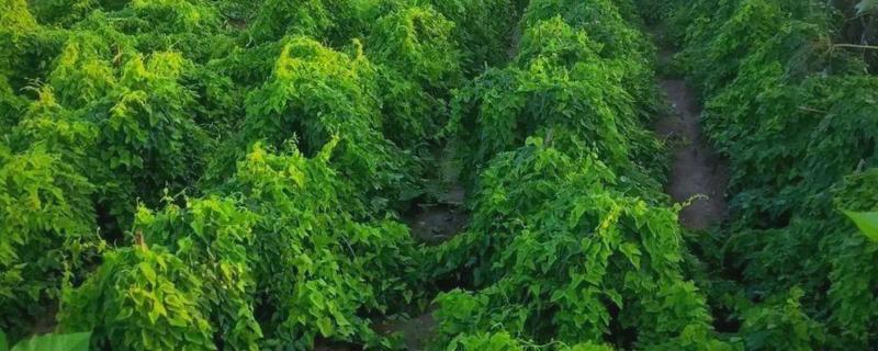 山药的田间管理技术，每株山药只留一个健壮芽