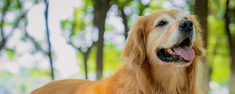 狗狗流口水有口臭的原因，可能是舌头溃烂所致