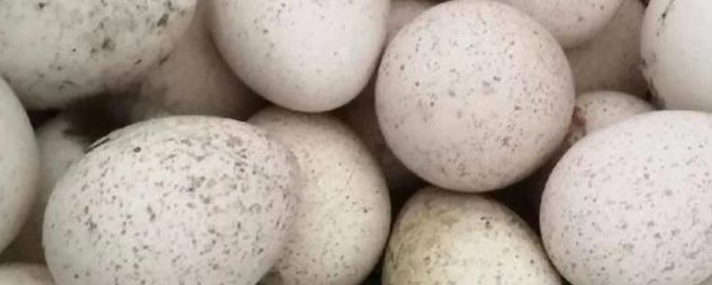 火鸡怎么孵化，孵化前期每隔2小时翻蛋一次