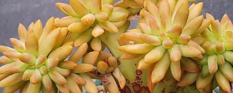 黄丽的过冬方法，养在温暖的室内便可度过冬天