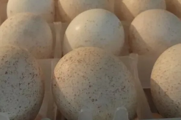 火鸡怎么孵化，孵化前期每隔2小时翻蛋一次