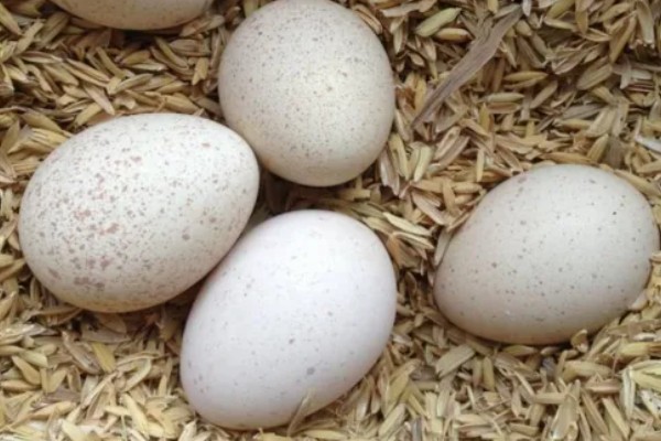 火鸡怎么孵化，孵化前期每隔2小时翻蛋一次