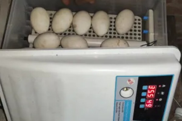 火鸡怎么孵化，孵化前期每隔2小时翻蛋一次