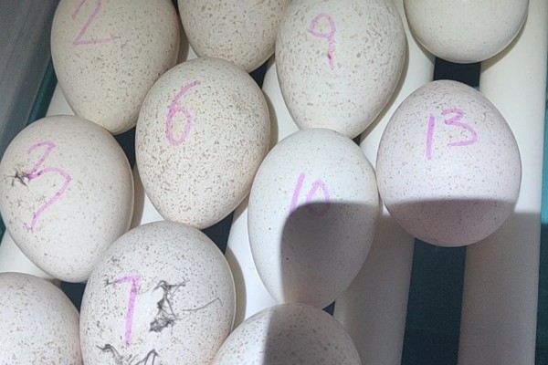 火鸡怎么孵化，孵化前期每隔2小时翻蛋一次