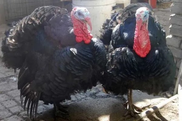 火鸡怎么孵化，孵化前期每隔2小时翻蛋一次