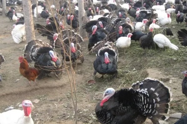 火鸡怎么孵化，孵化前期每隔2小时翻蛋一次