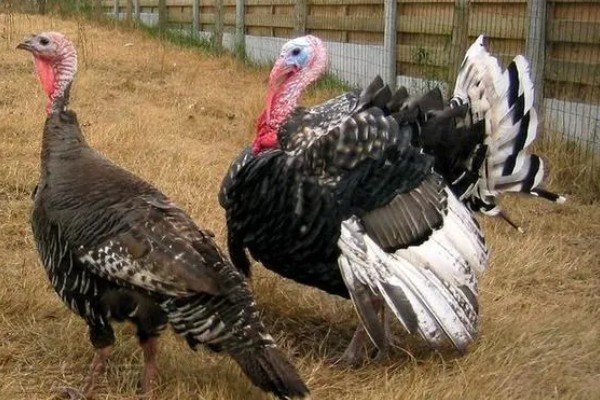 火鸡怎么孵化，孵化前期每隔2小时翻蛋一次