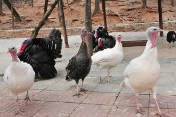 火鸡怎么孵化，孵化前期每隔2小时翻蛋一次