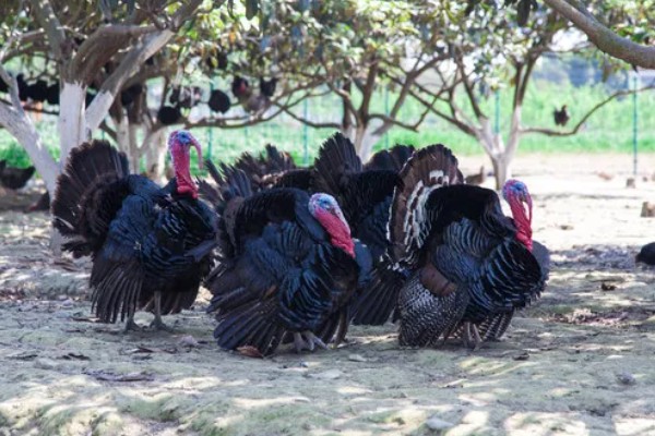 火鸡怎么孵化，孵化前期每隔2小时翻蛋一次