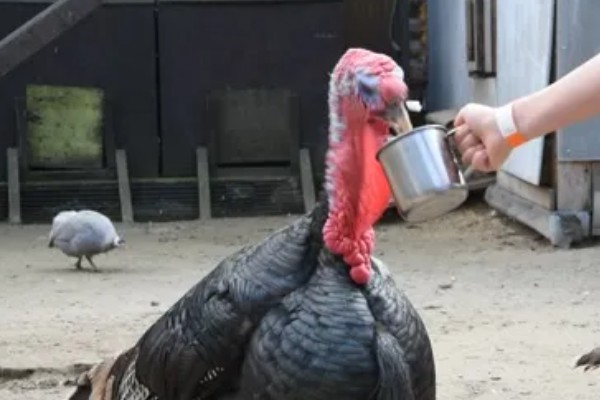 火鸡怎么孵化，孵化前期每隔2小时翻蛋一次