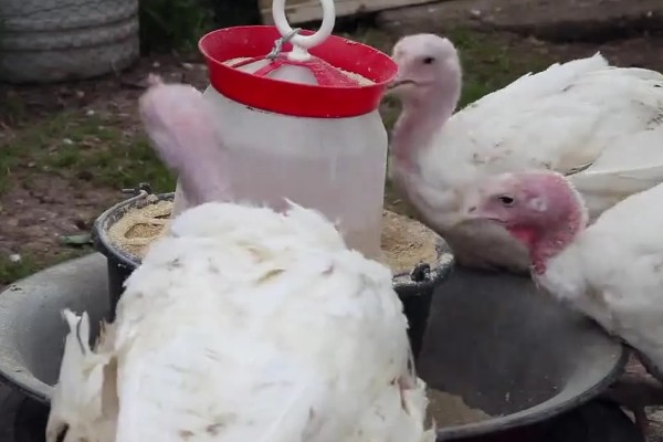 火鸡怎么孵化，孵化前期每隔2小时翻蛋一次