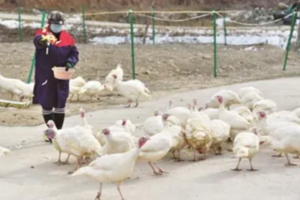 火鸡怎么孵化，孵化前期每隔2小时翻蛋一次