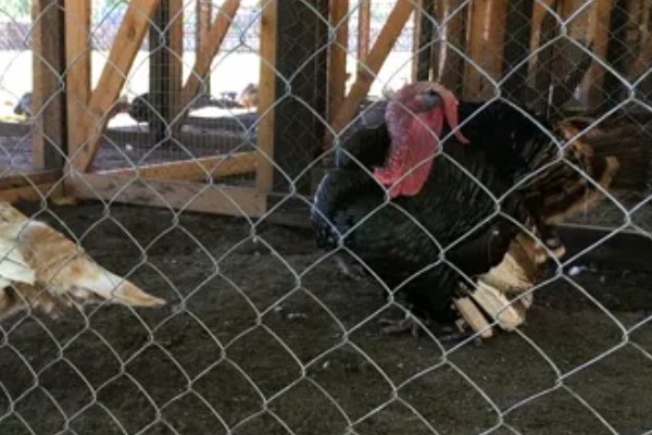 火鸡怎么孵化，孵化前期每隔2小时翻蛋一次