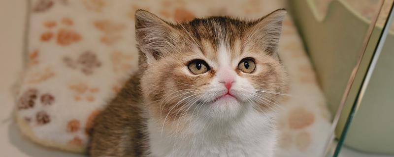 一换季猫就感冒怎么处理，需要主动帮猫咪保暖