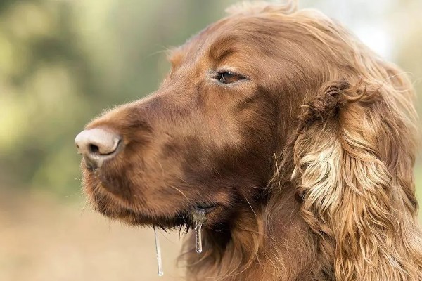 狗狗流口水有口臭的原因，可能是舌头溃烂所致