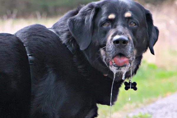 狗狗流口水有口臭的原因，可能是舌头溃烂所致