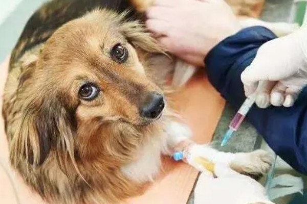 狗狗流口水有口臭的原因，可能是舌头溃烂所致