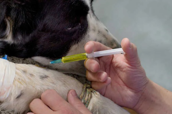 狗狗流口水有口臭的原因，可能是舌头溃烂所致