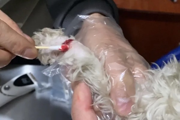 狗狗流口水有口臭的原因，可能是舌头溃烂所致