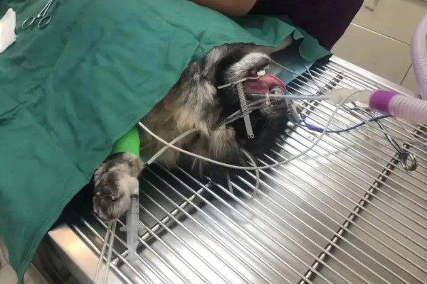 狗狗流口水有口臭的原因，可能是舌头溃烂所致