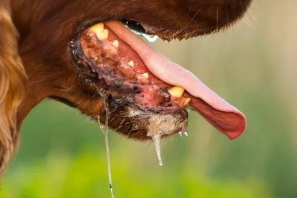 狗狗流口水有口臭的原因，可能是舌头溃烂所致