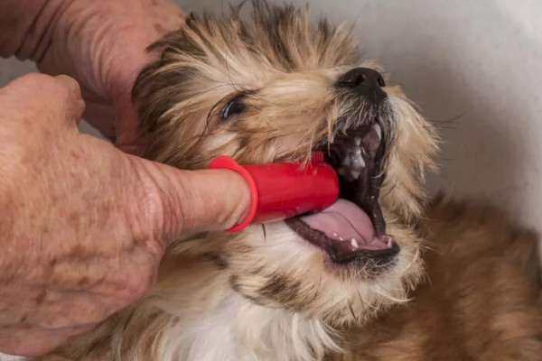 狗狗流口水有口臭的原因，可能是舌头溃烂所致