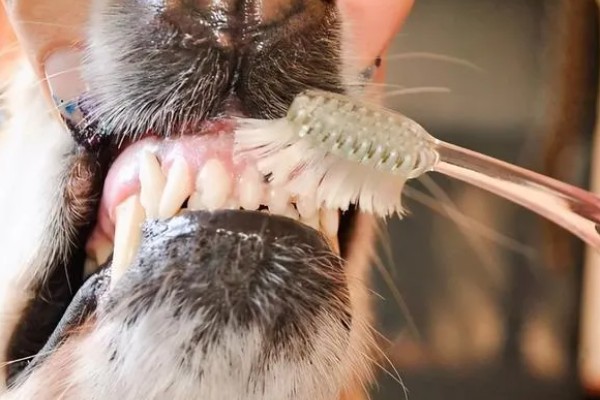 狗狗流口水有口臭的原因，可能是舌头溃烂所致