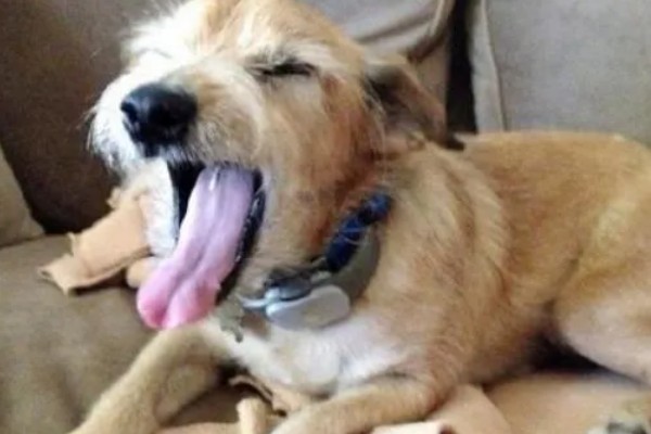 狗狗流口水有口臭的原因，可能是舌头溃烂所致