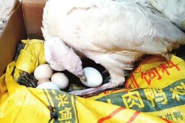 火鸡怎么孵化，孵化前期每隔2小时翻蛋一次