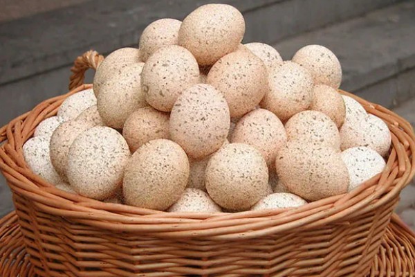 火鸡怎么孵化，孵化前期每隔2小时翻蛋一次