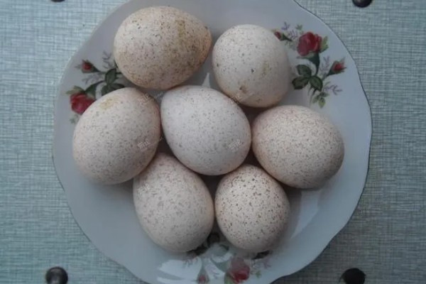 火鸡怎么孵化，孵化前期每隔2小时翻蛋一次