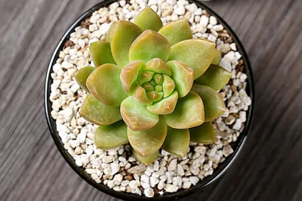 黄丽的过冬方法，养在温暖的室内便可度过冬天