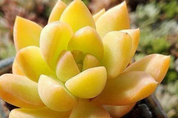 黄丽的过冬方法，养在温暖的室内便可度过冬天