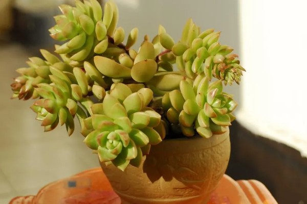 黄丽的过冬方法，养在温暖的室内便可度过冬天